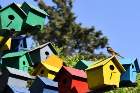 Buyuksehir-kus-evi-kulturunu-Balikesirde-yasatiyor