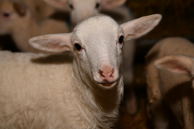 1dd3066a-42d8-408a-9da6-e2184c0ead2a