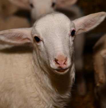 1dd3066a-42d8-408a-9da6-e2184c0ead2a