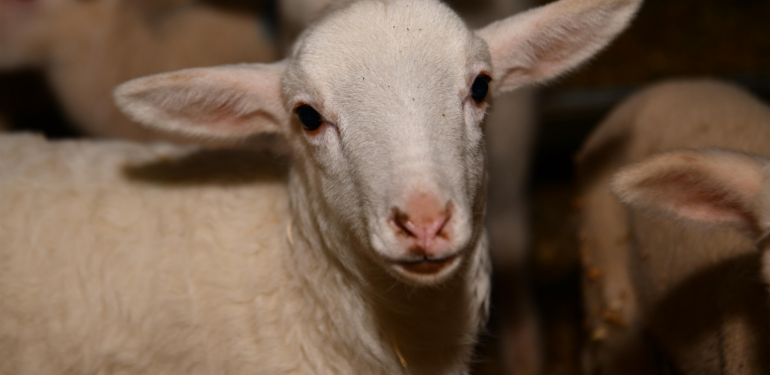 Büyükşehir’den ‘Balıkesir Kuzusu’ üretimine destek