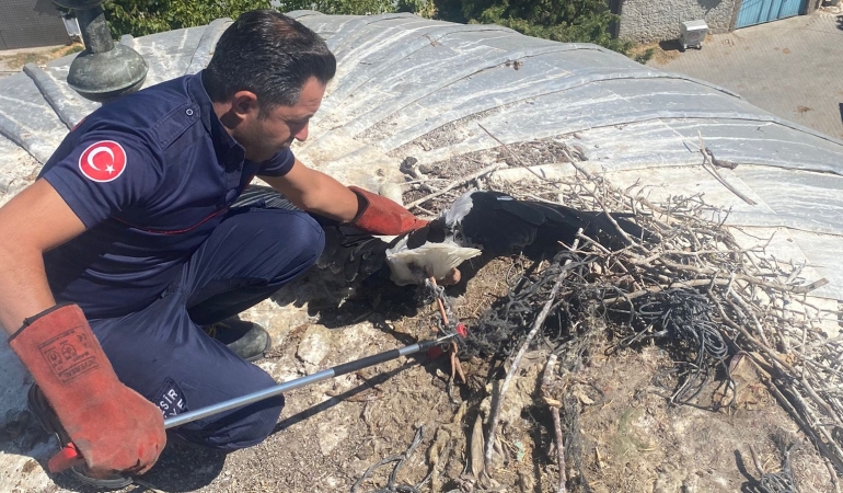 Büyükşehir, yaralı leyleği kurtardı