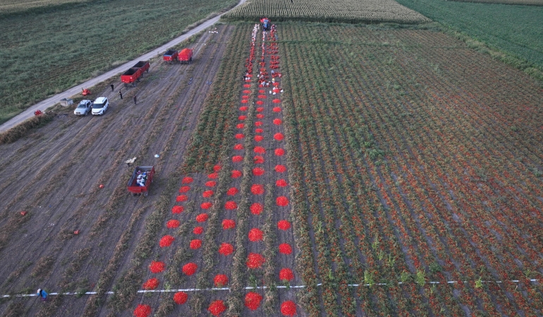 Büyükşehir’in tarımsal sulama desteğiyle ilk hasat yapıldı