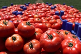 domates_rekolte_2021