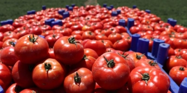domates_rekolte_2021