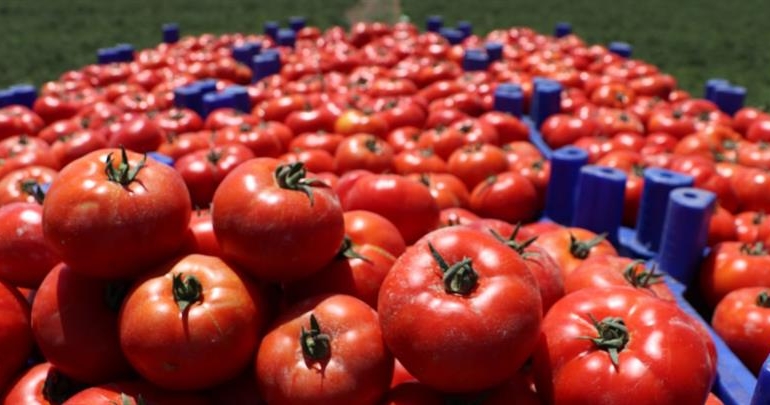 Domates Üreticisinin Feryadı: “Ürettik, Satamıyoruz!”