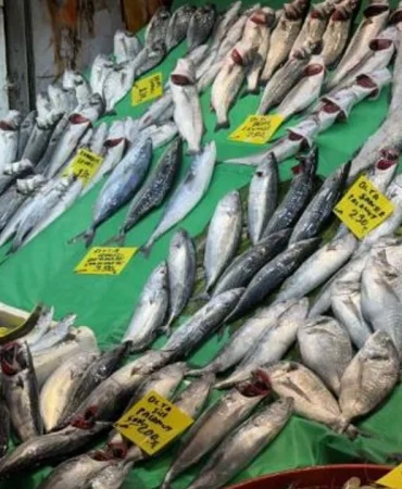 tezgahlarda-balik-bollugu